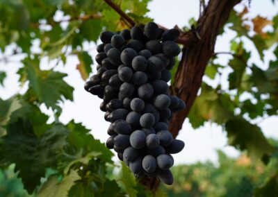 WhatsApp Image 2023-05-09 at 7.29.38 PM