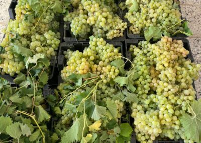 WhatsApp Image 2023-05-09 at 7.29.40 PM (1)