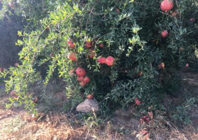 WhatsApp Image 2023-05-09 at 7.39.46 PM (1)