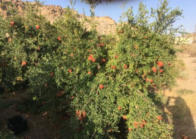 WhatsApp Image 2023-05-09 at 7.39.46 PM